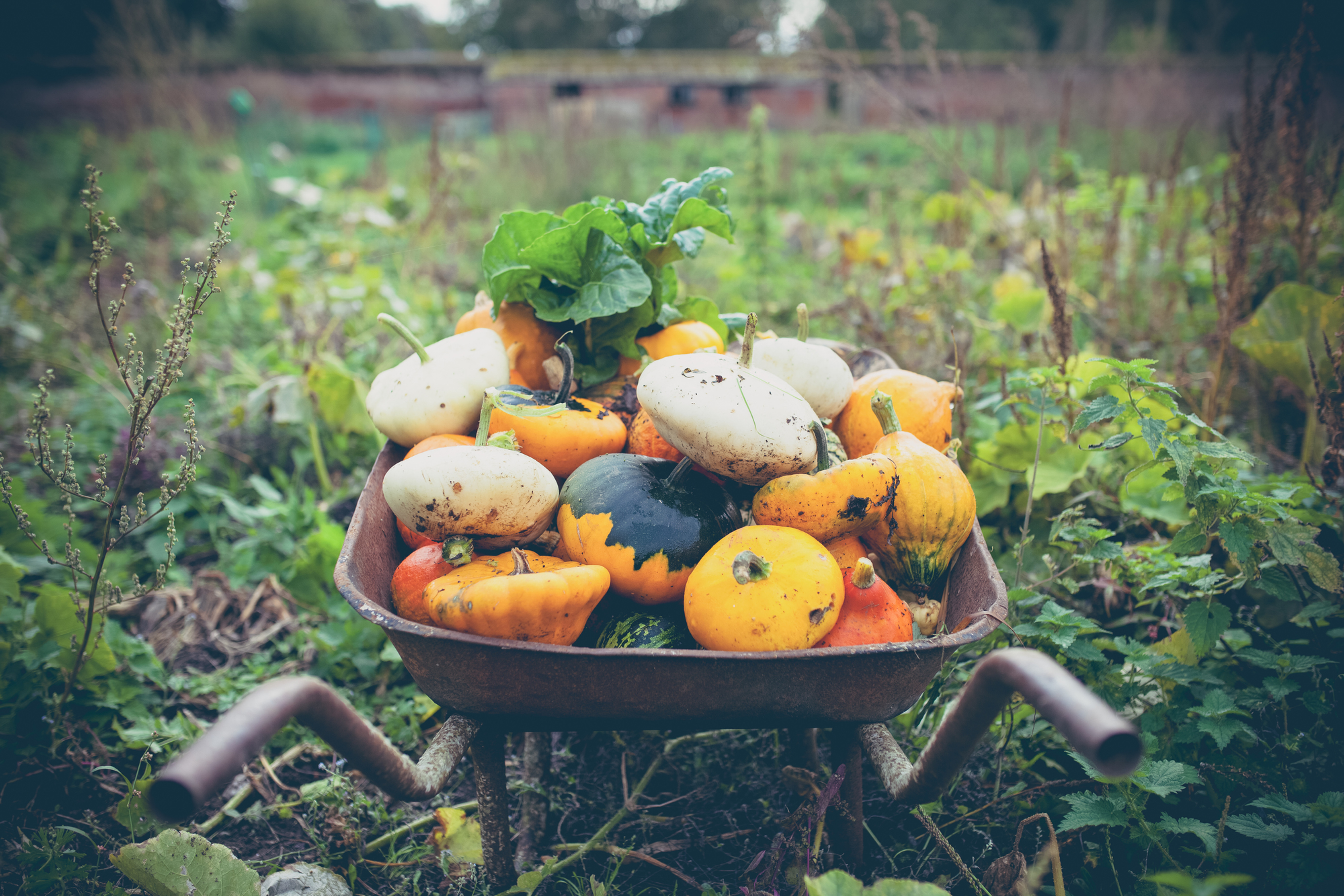 St Anne's Harvest Sunday Service