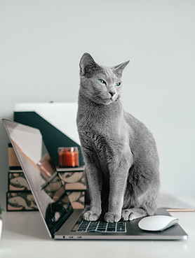 Grey cat sitting on a laptop