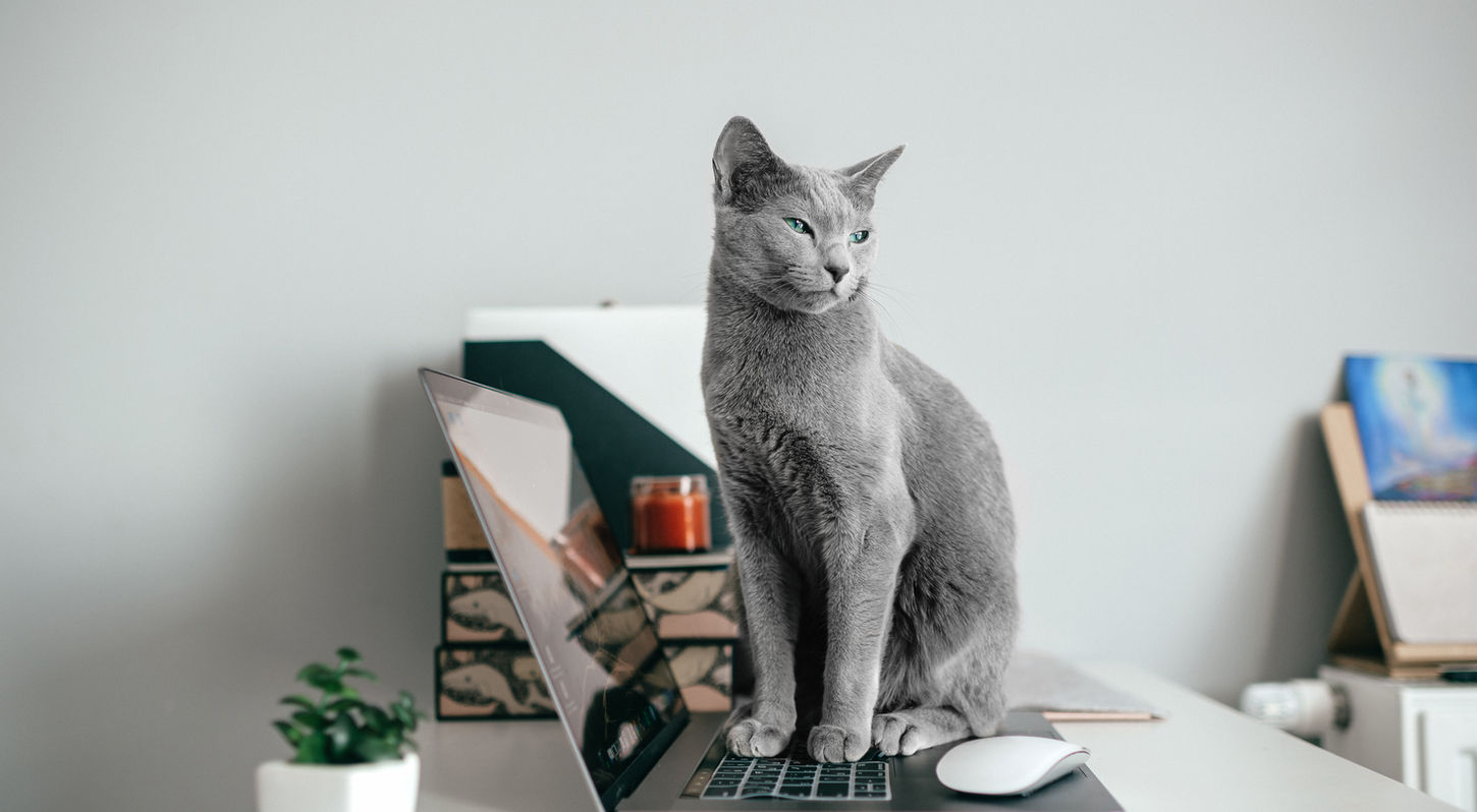 ノートパソコンに座る灰色の猫