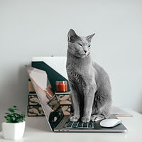 Grey cat sitting on a laptop