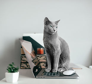 Chat gris assis sur un ordinateur portable