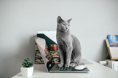 Grey cat sitting on a laptop