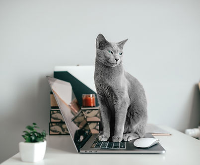 Grey cat sitting on a laptop