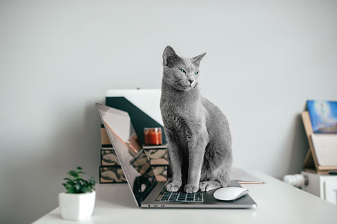 Gato gris sentado en una computadora portátil