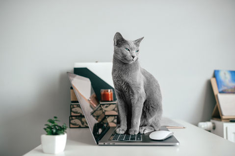Grey cat sitting on a laptop