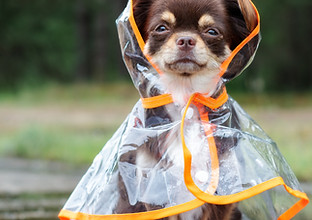 Sostenibilidad medioambiental