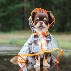 Dog in a Raincoat