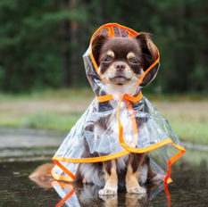small dog in a raincoat