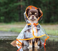 Dog in a Raincoat