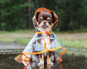 Dog in a Raincoat