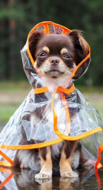Dog in a Raincoat