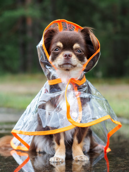 Dog in a Raincoat