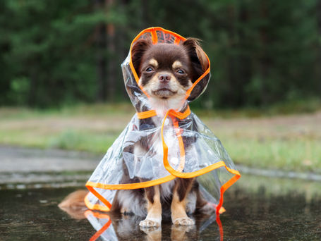 Dog in a Raincoat
