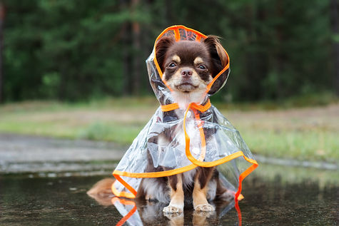 Dog In Raincoat