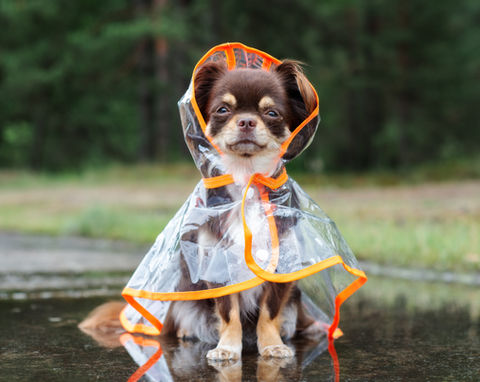 Dog in a Raincoat