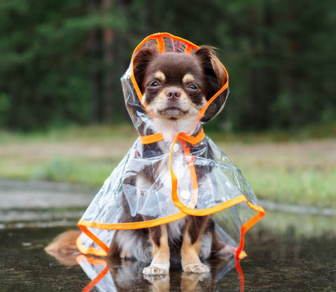 Dog in a Raincoat