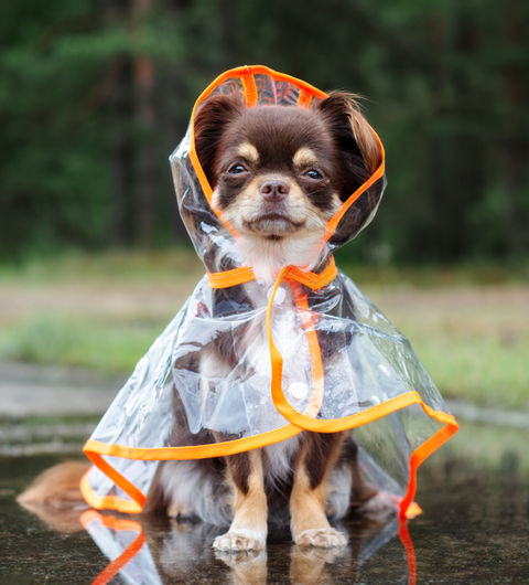 Dog in a Raincoat