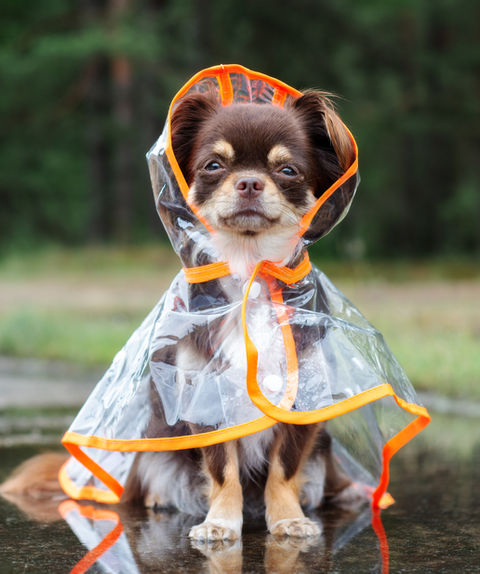 Dog in a Raincoat