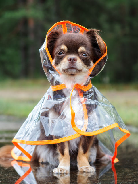 Dog in a Raincoat