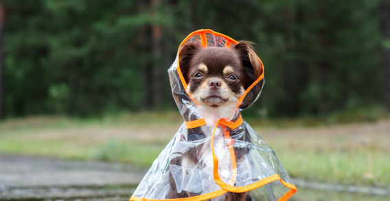 Dog in a Raincoat