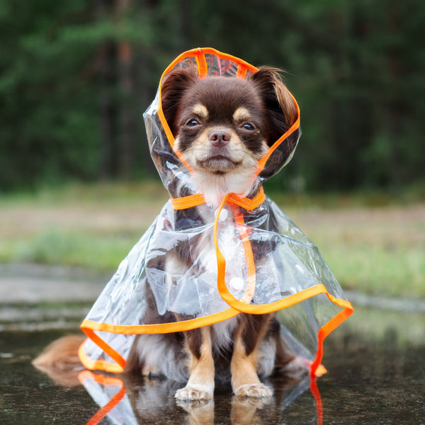 Dog in a Raincoat