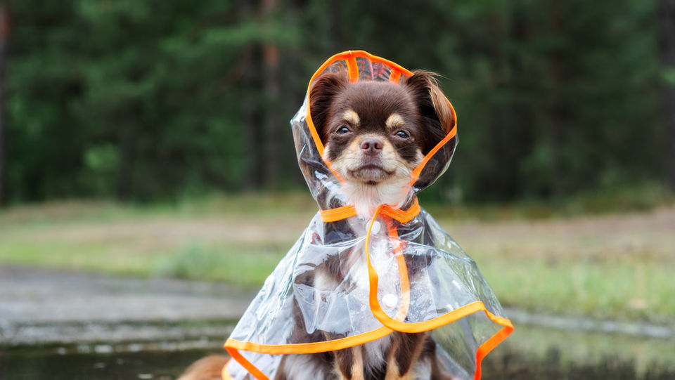 Dog in a Raincoat