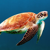 Tartarugas marinhas nadando