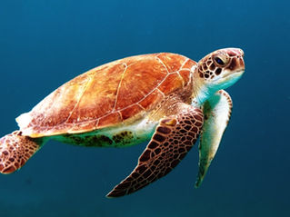 World Turtle Day!