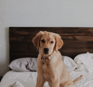 Chiot mignon
