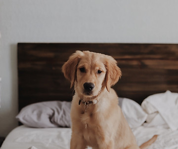 Cute Puppy