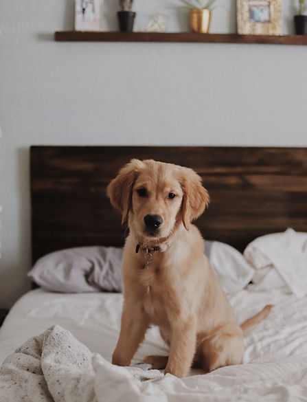 Cute Puppy