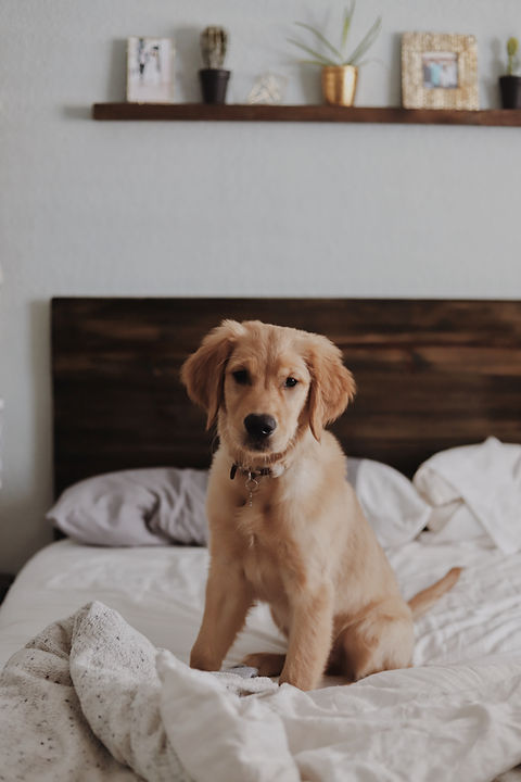 Cute Puppy