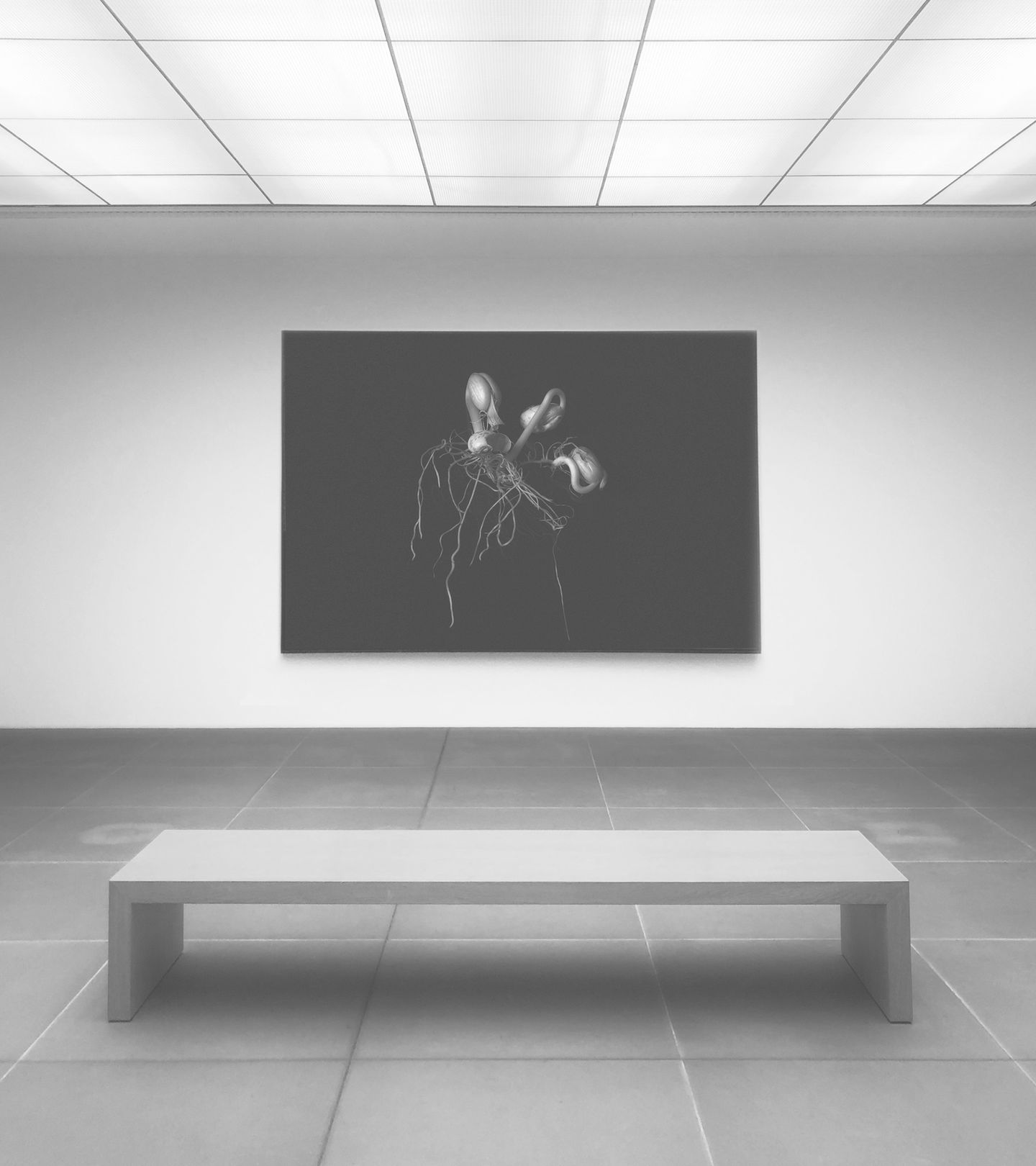 Art Display