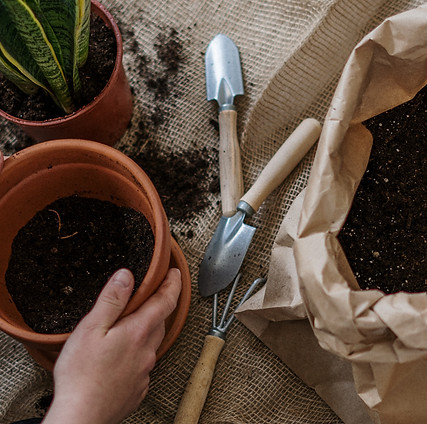 Plant Potting Scene
