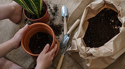 Plant Soil