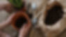 Plant Soil