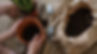 Plant Potting Scene