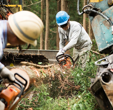 Лісове господарство