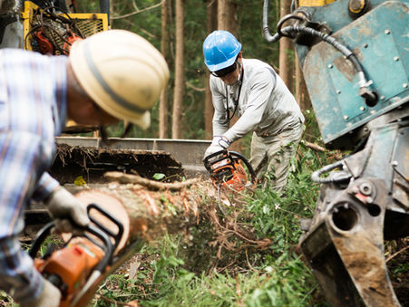 MOTOSIERRA: PREVECIÓN Y RIESGOS