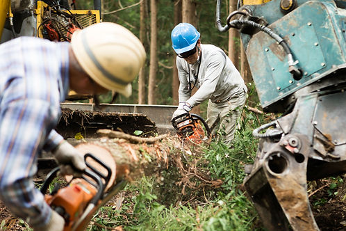 Forestry Workers Cutting