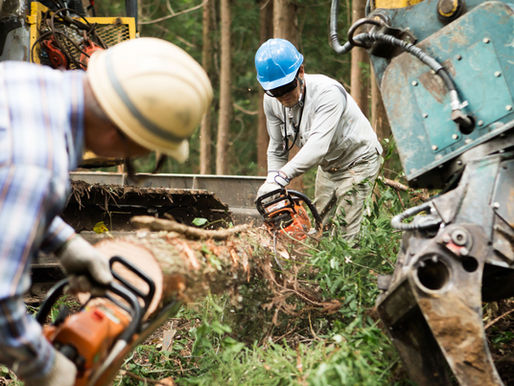 Cleaning Up After Logging: Why Post-Harvest Land Clearing Matters in Missouri