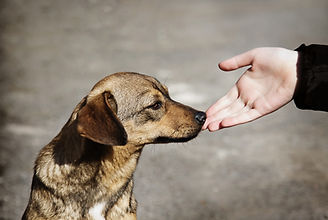 Dog sniffing a hand