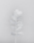 White Branch