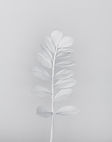 White Branch