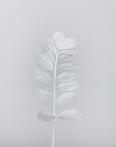 White Branch