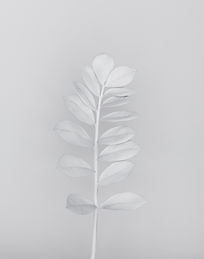 White Branch