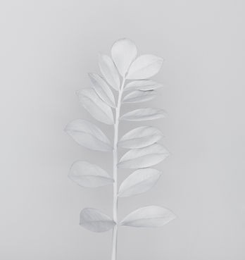 White Branch
