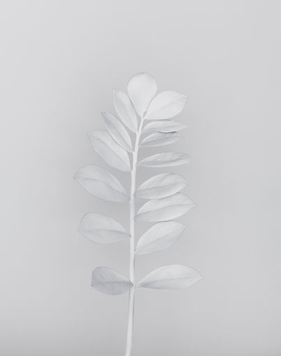 White Branch