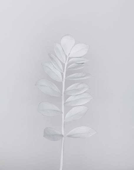 White Branch