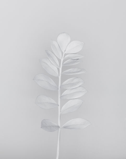 Minimalist White Leaf